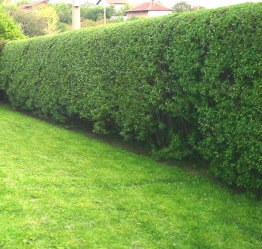 Hedge After Trimming